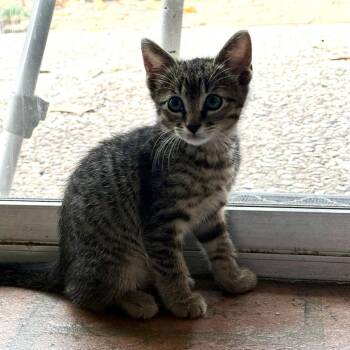 Wally -  Domestic Short Hair Cat Available for Adoption in Houston, Texas - Wally | PetCurious