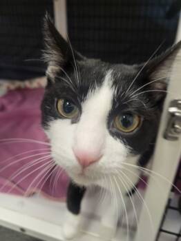 Rescue Domestic Short Hair Cats for Adoption in Neenah, Wisconsin - Rigby | PetCurious