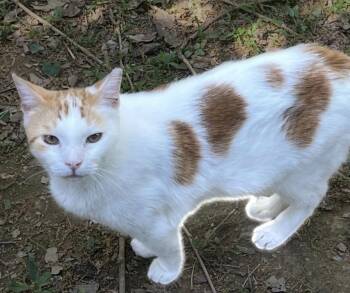 Cheddar -  Domestic Short Hair Cat for Adoption in Mount Airy, Maryland - Cheddar | PetCurious
