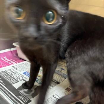 Hannah Montana -  Domestic Short Hair Cat for Adoption in Winston-salem, North Carolina - Hannah Montana | PetCurious