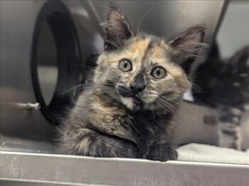 Rescue Domestic Long Hair Cats for Adoption in Santa Cruz, California - SUGAR PIE* | PetCurious