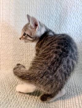 Channing -  Domestic Short Hair Cat for Adoption in New York, New York - Channing | PetCurious