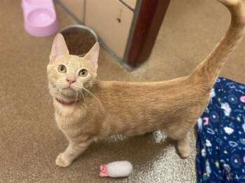 ROSE -  Domestic Short Hair Cat for Adoption in Fort Wayne, Indiana - ROSE | PetCurious