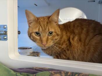 Domestic Short Hair Cats Available for Adoption in Gorham, Maine - Pollen | PetCurious