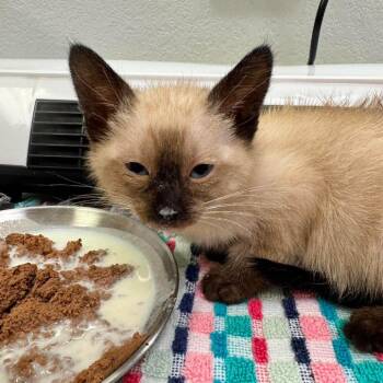 Ricki -  Himalayan Cat for Adoption in Wichita, Kansas - Ricki | PetCurious