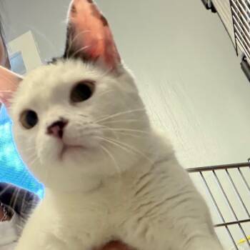 Hoppy -  Domestic Short Hair Cat for Adoption in Scituate, Massachusetts - Hoppy | PetCurious