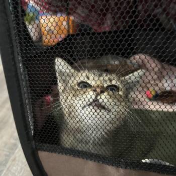 Neffy -  Domestic Short Hair Cat for Adoption in Marion, Virginia - Neffy | PetCurious