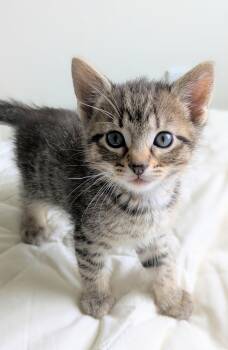 Peach Cobbler -  Domestic Short Hair Cat for Adoption in Omaha, Nebraska - Peach Cobbler | PetCurious