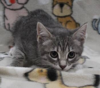 Rescue Domestic Short Hair Cats for Adoption in Vacaville, California - Delphinium | PetCurious