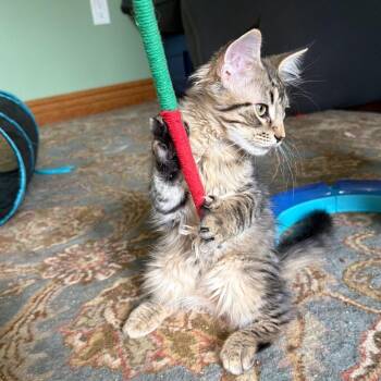 Garcia -  Domestic Short Hair Cat for Adoption in Gibsonia, Pennsylvania - Garcia | PetCurious