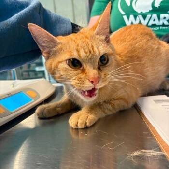 Domestic Short Hair Cats Available for Adoption in Huntington, West Virginia - Epsilon | PetCurious