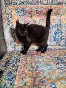 Becca -  Domestic Short Hair Cat for Adoption in Hasbrouck Heights, New Jersey - Becca | PetCurious