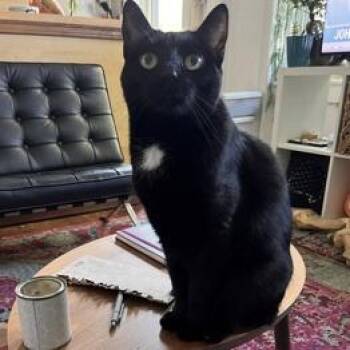 Midnite -  Domestic Short Hair Cat for Adoption in New York, New York - Midnite | PetCurious