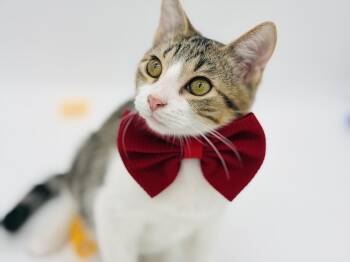 Ryland Grace -  Domestic Short Hair Cat for Adoption in Lucedale, Mississippi - Ryland Grace | PetCurious