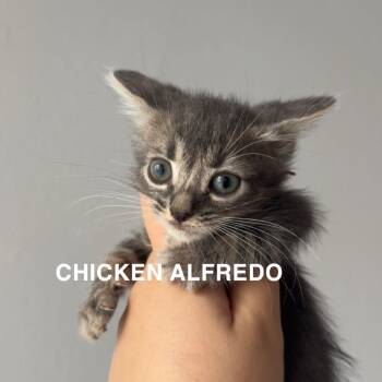 Chicken Alfredo -  Domestic Short Hair Cat for Adoption in Westminster, California - Chicken Alfredo | PetCurious