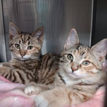 American Shorthair Cats Available for Adoption - THE GIRLS | PetCurious