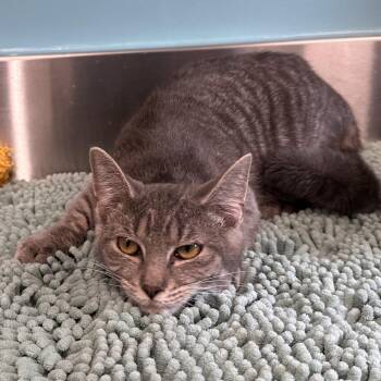 Domestic Short Hair Cats Available for Adoption in Mount Vernon, Indiana - Tate | PetCurious