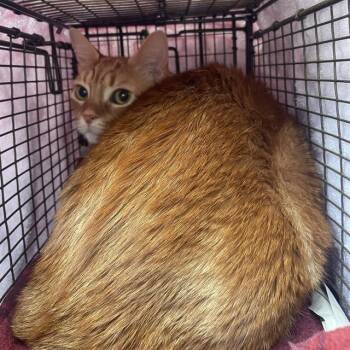 MARMALADE -  Domestic Short Hair Cat for Adoption in San Antonio, Texas - MARMALADE | PetCurious