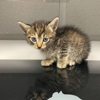 Hannah K2 -  Domestic Short Hair Cat for Adoption in Saint Joseph, Missouri - Hannah K2 | PetCurious