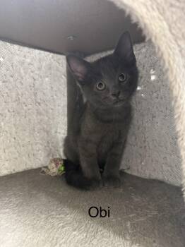 Obi -  Domestic Short Hair Cat for Adoption in Ulster, Pennsylvania - Obi | PetCurious