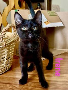 Irene -  Domestic Short Hair Cat for Adoption in Reston, Virginia - Irene | PetCurious