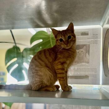 Domestic Short Hair Cats Available for Adoption in Glenwood Springs, Colorado - Kittens | PetCurious