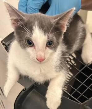 Ziggy -  Domestic Short Hair Cat for Adoption in Shreveport, Louisiana - Ziggy | PetCurious