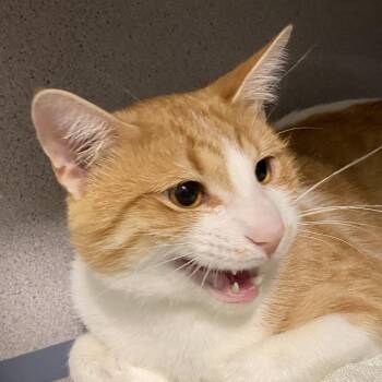 Rex -  Domestic Short Hair Cat Available for Adoption in Sheridan, Wyoming - Rex | PetCurious