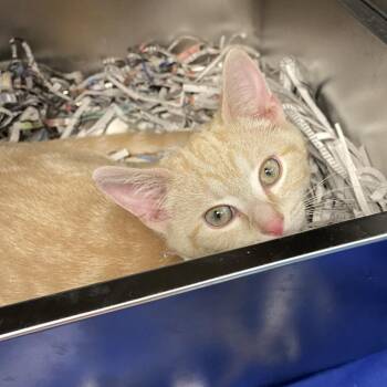 Cheese -  Domestic Short Hair Cat for Adoption in Philadelphia, Pennsylvania - Cheese | PetCurious