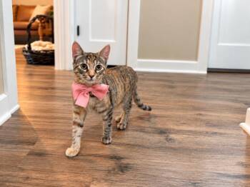 Persephone Peach Rose -  Tabby and Domestic Short Hair Cat for Adoption in Friendswood, Texas - Persephone Peach Rose | PetCurious
