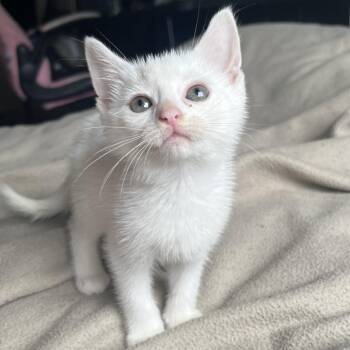 Elsie -  Domestic Short Hair Cat for Adoption in York, Pennsylvania - Elsie | PetCurious
