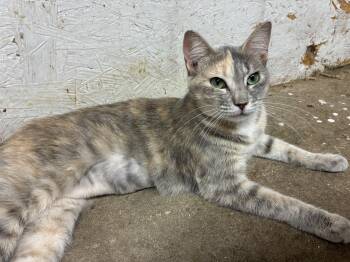 Jewel -  Domestic Short Hair Cat for Adoption in Hartford, Alabama - Jewel | PetCurious