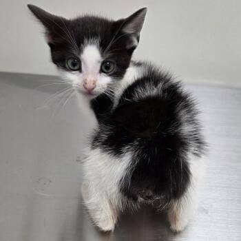 Doc -  Domestic Short Hair Cat for Adoption in Snow Hill, North Carolina - Doc | PetCurious