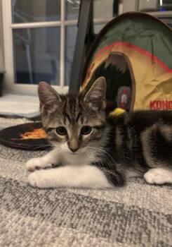 Walnut -  Tabby Cat for Adoption in Los Angeles, California - Walnut | PetCurious
