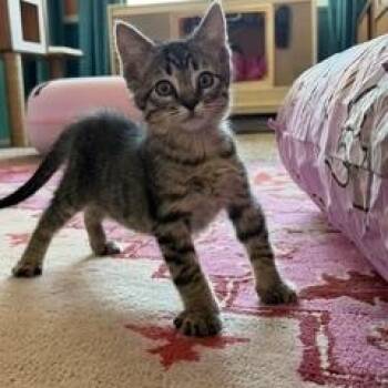 Moose -  Tabby Cat for Adoption in Albuquerque, New Mexico - Moose | PetCurious