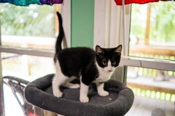 Dante -  Domestic Short Hair Cat for Adoption in Morgantown, West Virginia - Dante | PetCurious