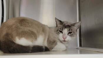 EDGAR -  Domestic Short Hair Cat for Adoption in Tustin, California - EDGAR | PetCurious