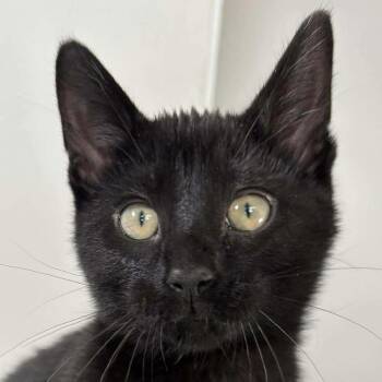 Domestic Short Hair Cats Available for Adoption - Fawn | PetCurious
