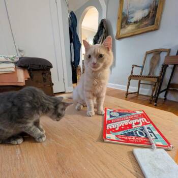 Onion -  Domestic Medium Hair Cat for Adoption in Evanston, Illinois - Onion | PetCurious