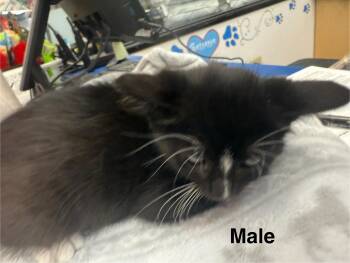 Rescue Domestic Short Hair Cats for Adoption in Gun Barrel City, Texas - Cyclops | PetCurious