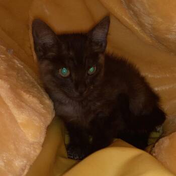 Eeyore -  Domestic Short Hair Cat for Adoption in Midland, Texas - Eeyore | PetCurious