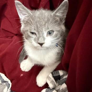 Domestic Short Hair Cats Available for Adoption in Troy, Virginia - Mojo Jojo | PetCurious