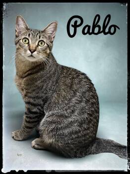 Pablo -  Domestic Short Hair Cat for Adoption in El Cajon, California - Pablo | PetCurious