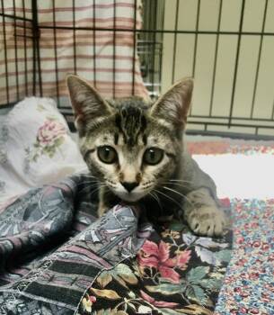 Tallulah -  Domestic Short Hair Cat for Adoption in Leicester, North Carolina - Tallulah | PetCurious
