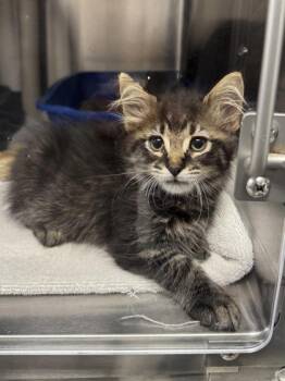 Domestic Medium Hair Cats Available for Adoption in Orland Hills, Illinois - Reid | PetCurious