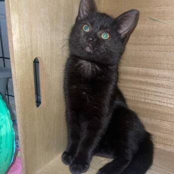 Ganon -  Domestic Short Hair Cat for Adoption in Carmel, Indiana - Ganon | PetCurious