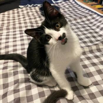 Zebra -  Domestic Short Hair Cat for Adoption in State College, Pennsylvania - Zebra | PetCurious
