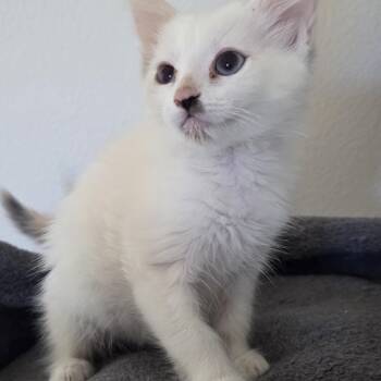Glimmer -  Calico Cat for Adoption in Los Angeles, California - Glimmer | PetCurious