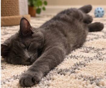 Theodore -  Russian Blue Cat for Adoption in Knoxville, Tennessee - Theodore | PetCurious