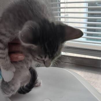 Mocha -  Domestic Short Hair Cat for Adoption in Jupiter, Florida - Mocha | PetCurious